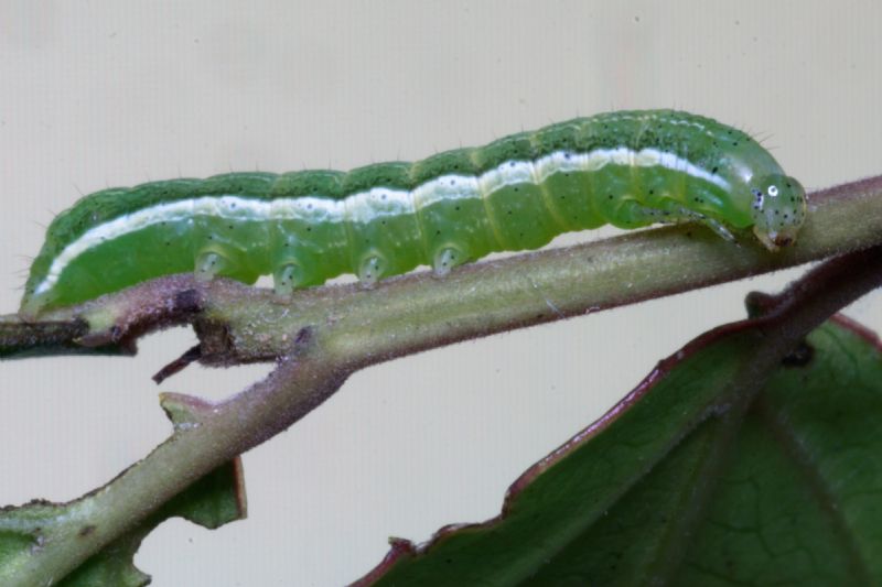 ID bruco:  Orthosia gothica